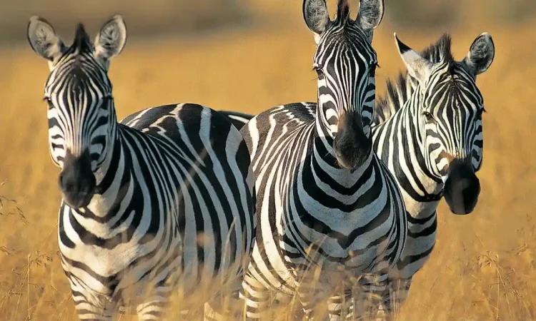 manyara7